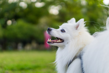 japanese spitz white dog
