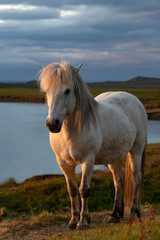 Island Pferd Schimmel Mittsommernacht Mitternachtssonne Mähne Schweif weiss Sonnenuntergang Licht