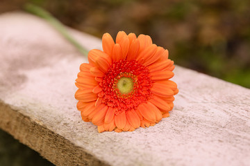 Gerbera in orange close up