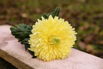 gelbe Chrysantheme