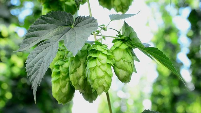 Detail of hop cones in the hop field. Zoom in.