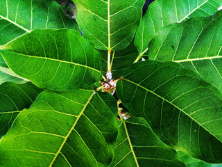 banyan leaves background 