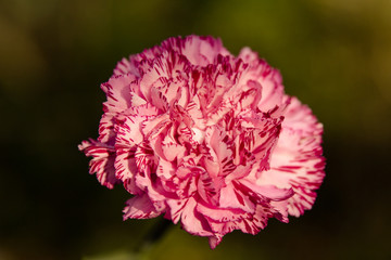 Nelke in pink close up