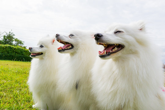 japanese spitz white dog