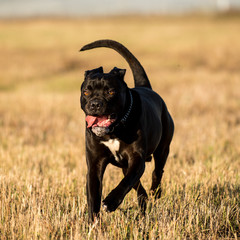 Cane Corso running