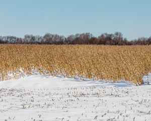 Soybean farm field with snowdrift covering part of bean stems and pods after an early winter snowstorm delayed harvest in the Midwest