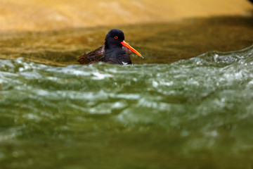 The Eurasian oystercatcher (Haematopus ostralegus) also known as the common pied oystercatcher, or palaearctic oystercatcher,[2] or (in Europe) just oystercatcher  in the wave.