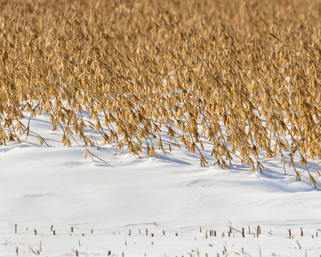 Soybean farm field with snowdrift covering part of bean stems and pods after an early winter snowstorm delayed harvest in the Midwest