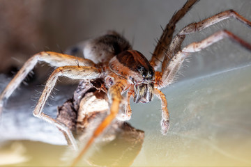 spider wolf in a native habitat