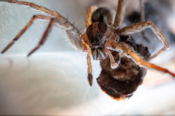 spider wolf in a native habitat