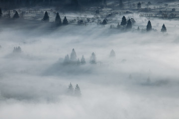 Magical misty forest.Bucovina,Romania