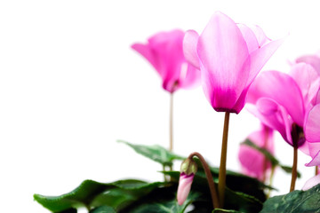 Pink cyclamen persicum flowers with green leaves isolated on white background. Copy space. Flower of cyclamen in a pot blossoms in a beautiful pink color. Pink cyclamen in a flower pot.