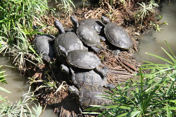 turtles on rock