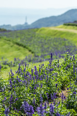 Obraz premium ラベンダー畑