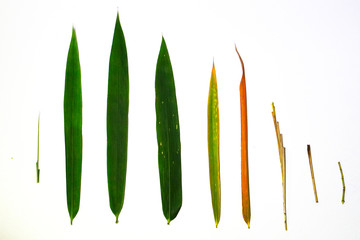The growth of bamboo leaves. Isolated on white background