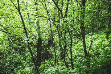 Fototapeta premium Beautiful place in deep of wild summer forest