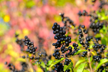Dunkle Beeren an herbstlicher Hecke