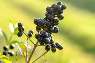 Dunkle Beeren - Nahaufnahme an Hecke