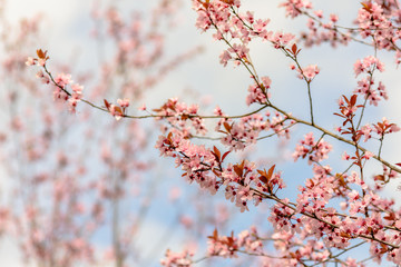 Pink blossom flowers on a branch.