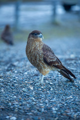  landscapes of argentinian patagonia