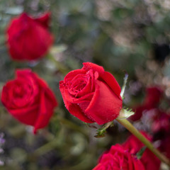 Beautiful red rose flower as flowers background.