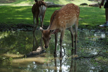 Naklejka na ściany i meble young deer standing in a puddle