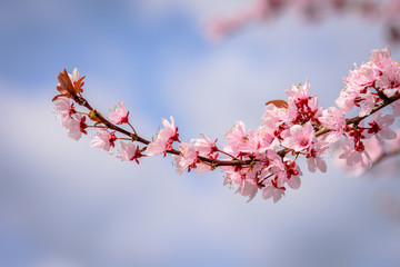 Beautiful pink blossom branch isolated.