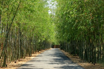 Walkway between bamboo tree arches in attraction place.