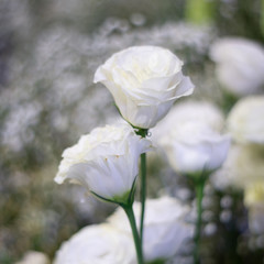 Beautiful white rose flower as flowers background.