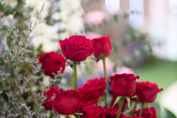 Beautiful red rose flower as flora background.