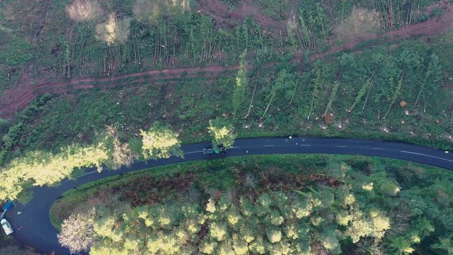 A tree falls to the ground after being felled by forestry workers
