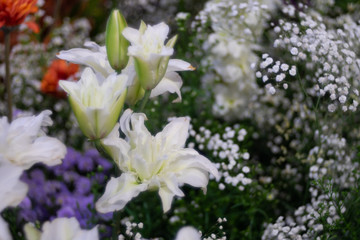 Beautiful lilly flower as flora background.