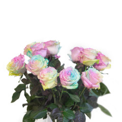 Rainbow roses or disco rose or happy roses flower isolate on white background