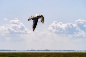 Möwe am Meer im Flug bei schönem Wetter