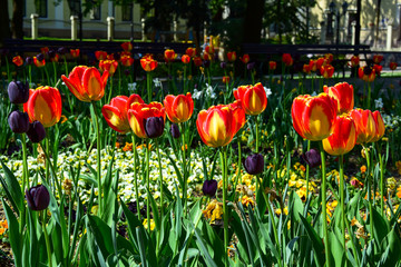 Red-yellow and dark purple tulips on a flowerbed in a park, Latvia.
