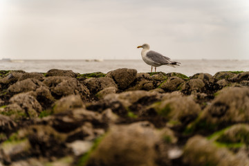 Möwe sitzt auf Steinen und beobachtet 