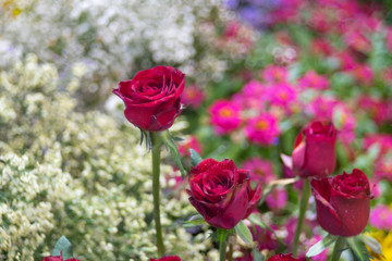 Beautiful red rose flower over bubble bokeh as floral background