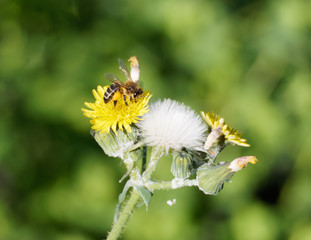 A honey bee feeding on the yellow flower of a hawkweed, with a full pollen basket