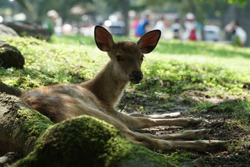 cute baby deer lying in the park