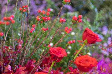 Obraz na płótnie Canvas red rose flowers in the garden