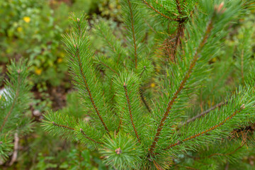 A pine tree forest school placed in the forest in the autumn season. Closeup view of coniferous branches.