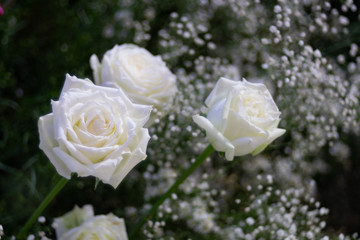 Beautiful white rose flower as flowers background.