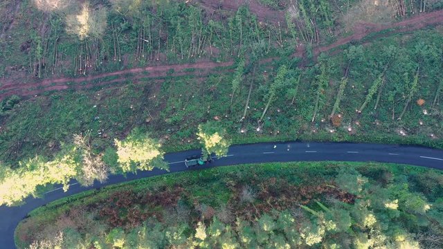 Birds eye view of tree surgeons cutting down trees