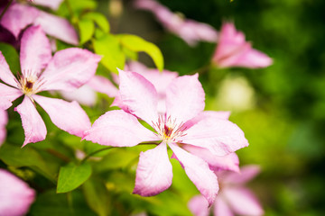 Obraz premium Blooming pink clematis in the garden. Selective focus. Shallow depth of field.