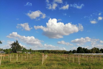 Fototapeta premium The sky is bright and covered with clouds. Above the vineyard
