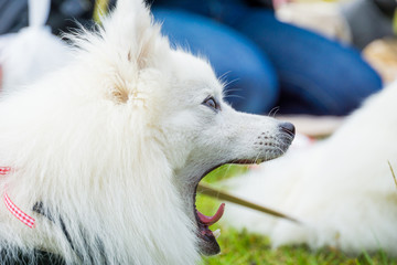 japanese spitz white dog
