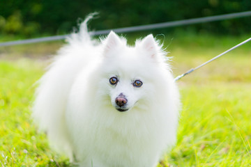 スピッツ　日本スピッツ　犬　白い犬