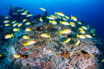Colorful tropical fish on a coral reef in Thailand's Similan Islands