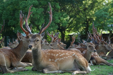 a bunch of deers lying on the grass