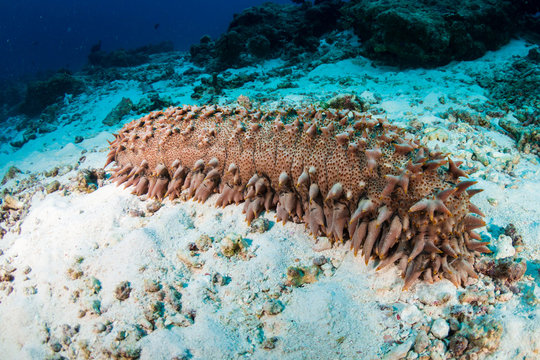 A large Sea Cucumber feeding on the sand of a tropical coral reef in Thailand